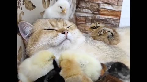 Cat and chicks 💕😍