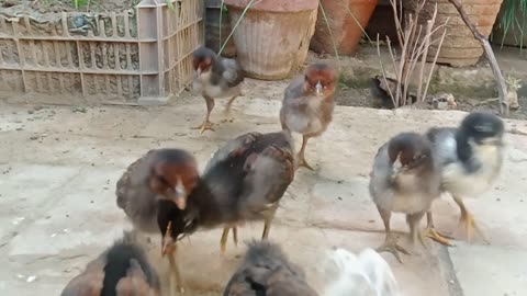 first feed of newborn chicks || chick care at home