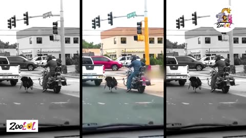 Unbelievable Showdown Hilarious Bird vs. Biker Battle!