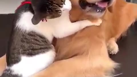 Cute dog and cute cat