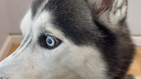 Smart husky so smart with blue eyes so sweet