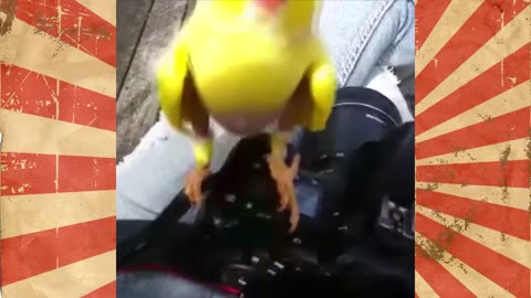 BEST COMPILATION FUNNY BIRDS