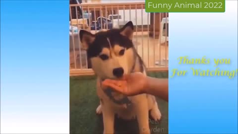 1 hour of the Funniest Animals _ Funny Cats And Dogs