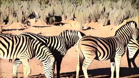 2 HOURS of Cute Zebras