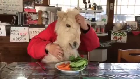 Horse eating his breakfast :)