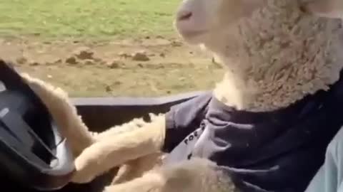 Sheep 🐑 riding with owner ❤️❤️❤️