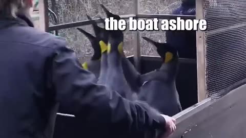 🐧 Penguin Prison🤣🤣🤣🤣#funnyvideo