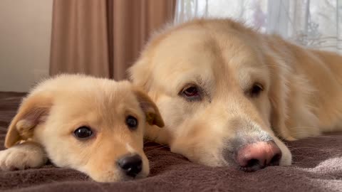 Golden Retriever is tired of playing with a Puppy