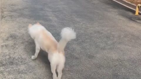 Chocolate Labrador can't stop kissing best friend