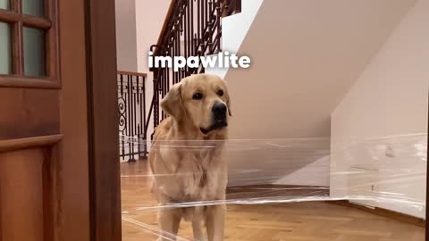 My Golden Retriever’s Reaction To The Invisible Wall Challenge