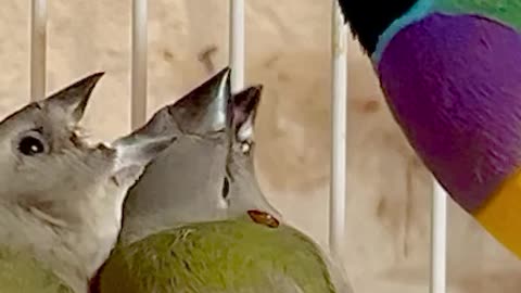 gouldian finches #birds #bird #nature