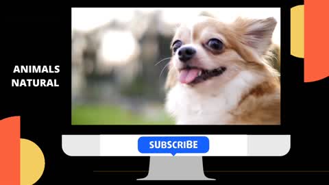 Dog is Happy | Enjoy This Video