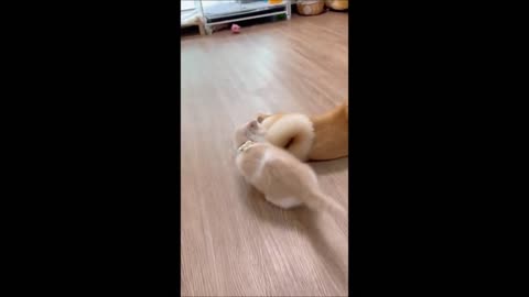 Funny animals vedio 2022 😂best videos 😽😘🥰