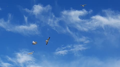 Birds,fly,sky