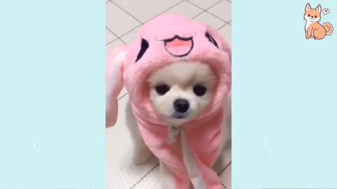 Angry & Funny Dog's Reactions