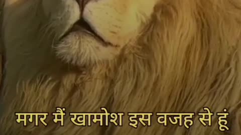 Loin king is loin