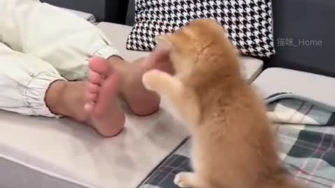 Funny baby cats