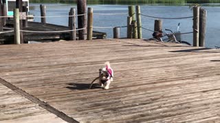 Cutest puppy ever carries a big stick