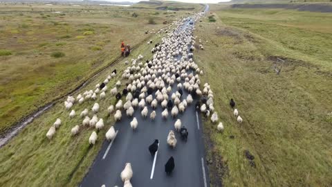 a flock of sheep on a Icelandic road. Amazing view, funny rare. Cloudy day, low altitude flight