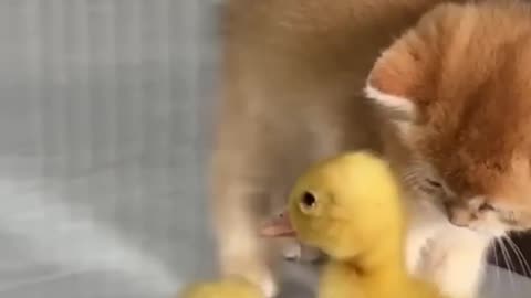 The kitten rescue the duckling 😍