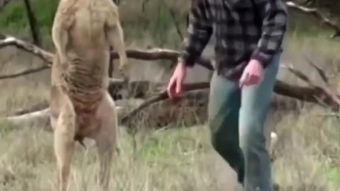 Boxing match kangaroo vs pitbull