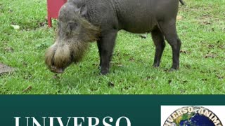 JAVALIS UNIVERSO ANIMAL