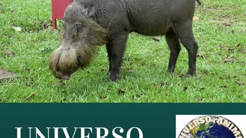 JAVALIS UNIVERSO ANIMAL