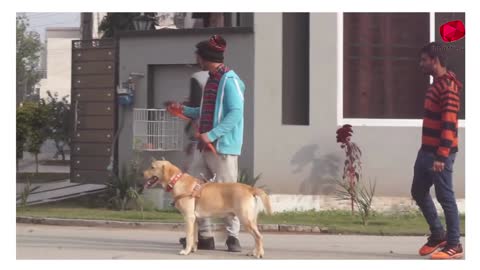 Real Dog Bark Prank