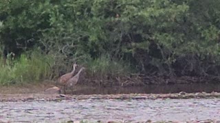 Sandhill Cranes Take Off