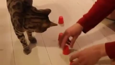 Smart Kitty makes your day