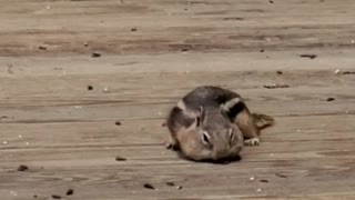 Cute chipmunk stuffs his cheeks