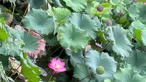 There are many lotus leaves in the pond