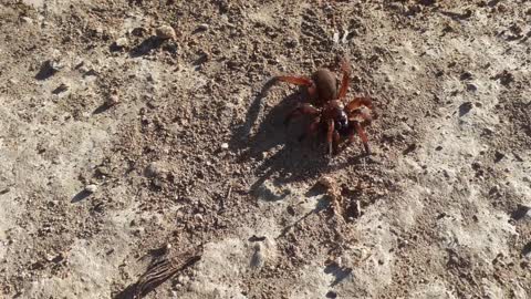 I found a large and poisonous scorpion