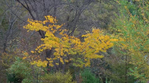 Beautiful autumn scenery of Korea 11