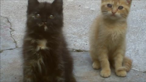 Cats synchronizing their heads