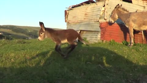 Very Happy little donkey