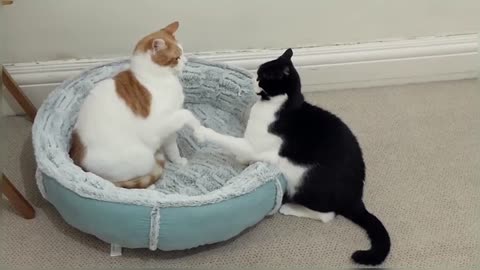 Cats Fight Over Bed Compilation