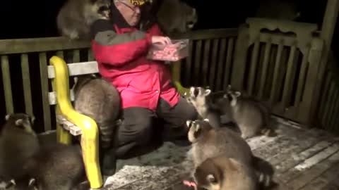 A man who has been feeding raccoons for the past 20 years.