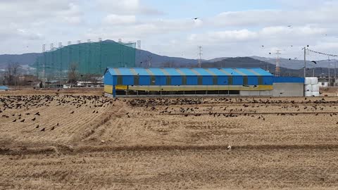 Thousands of Crow birds signal the end of Covid Corona.