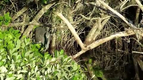 Great Blue Heron Eats Large Fish