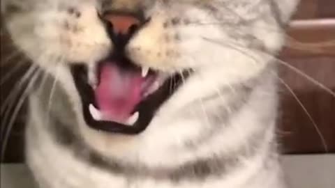 CATS ARE SO FUNNY LOL YOU WATCH THIS MAKE YOU LUAGH #CATS