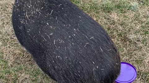 Potbelly Pig Solves Cheeseball Puzzle