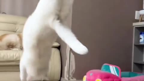 funny cat is very cute and a very beautiful cat