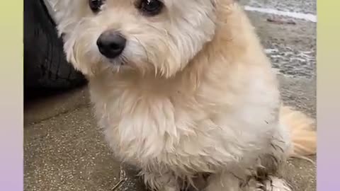 funny and cute dog video compiliation