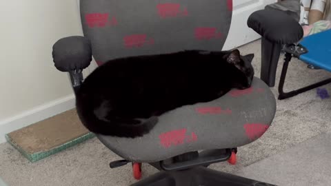 Adopting a Cat from a Shelter Vlog - Cute Precious Piper is Out Like a Light