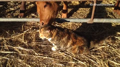 Brown cows lick brown cat