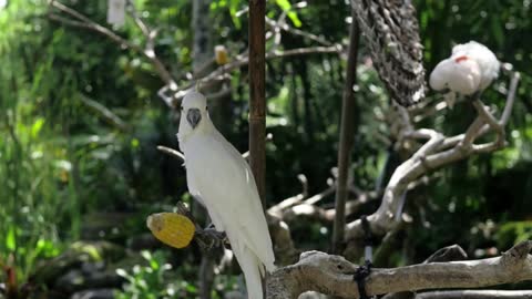 Big white parrot in the cage in the zoo