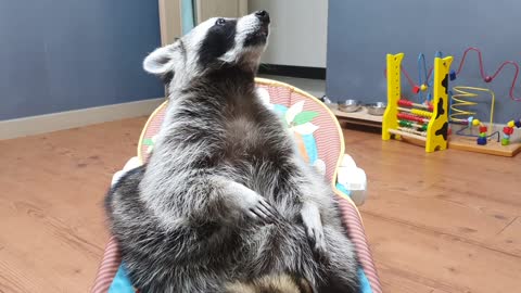 Raccoon chews gum to brush his teeth before going to bed.