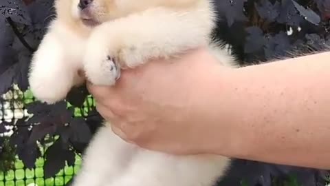 Cute little pomeranian