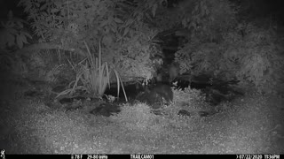 Opossum pushes skunk into pond.